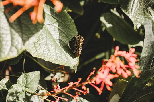 Butterfly house