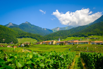 Fototapeta na wymiar Summer Switzerland valley landscape with vineyards at foreground near Aigle
