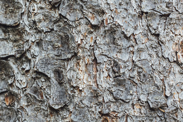 tree bark forest resource