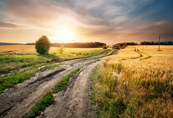 Country road in a field with ears of wheat