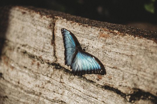 Close up of butterfly sitting on wooden box