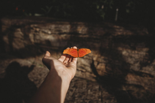 Butterfly house