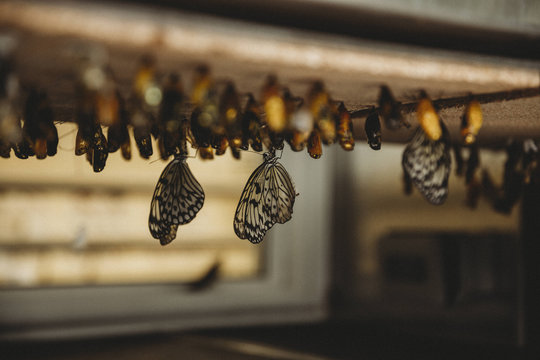 Group of butterflies on wood