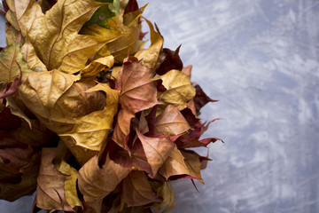 dry maple leaves copy space