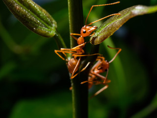 red ant macro