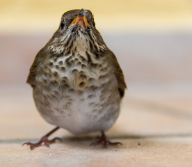 Wood Thrush Bird Isolated