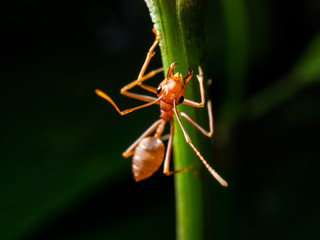 red ant macro