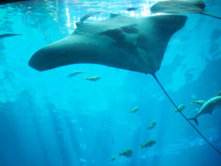 ジョージア水族館のマンタ