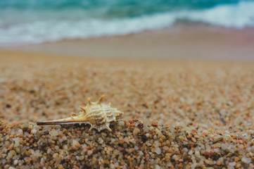 Sea shell on the beach in front of blue water; Beach vacation; Free space for your text.