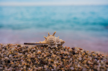 Sea shell on the beach in front of blue water; Beach vacation; Free space for your text.