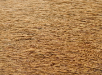 Fur, close-up of an animal fur, background and texture,