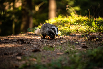 Badger in forest, animal in nature habitat, Germany, Europe. Wild Badger, Meles meles, animal in the wood. Mammal in environment, rainy day.