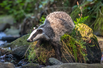 Badger in forest, animal in nature habitat, Germany, Europe. Wild Badger, Meles meles, animal in the wood. Mammal in environment, rainy day.