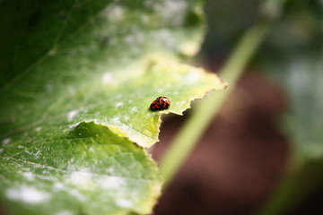 Ladybugs having fun on the leaf