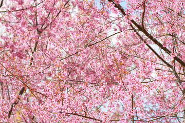 Wild Himalayan Cherry Blossoms in spring season (Prunus cerasoides), Sakura in Thailand, selective focus, Phu Lom Lo, Loei, Thailand.