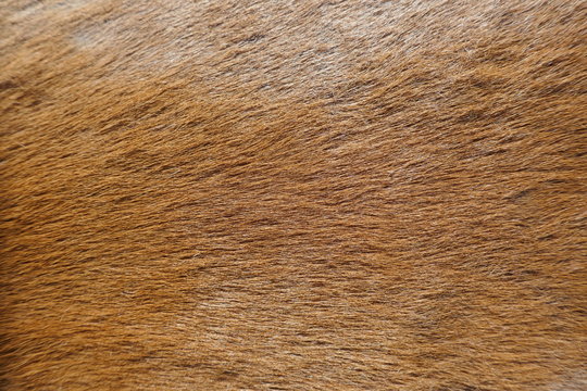 Fur, close-up of an animal fur, background and texture,