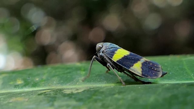 Green rice leafhopper (Nephotettix cincticeps) on a green leaf in tropical rain forest.