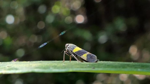 Green rice leafhopper (Nephotettix cincticeps) on a green leaf in tropical rain forest.