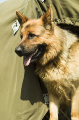 military dog - German Shepherd in green car