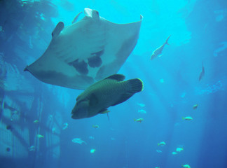 ジョージア水族館のマンタ