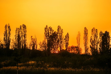 Landscape with golden orange and black image of silhouettes of trees and a hill, sunsetting evening sky, grass in foreground