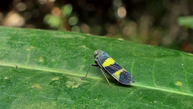 Green rice leafhopper (Nephotettix cincticeps) on a green leaf in tropical rain forest.