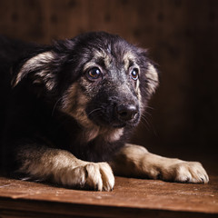 dog