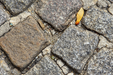 A maple seed between cobbles in a street of Montmartre  paved with cobblestone  Paris, France
