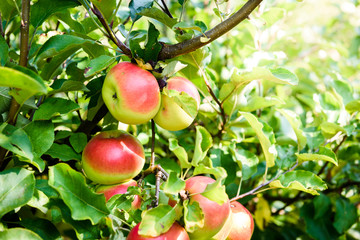 Fresh ripe organic apples on tree branch in apple orchard.