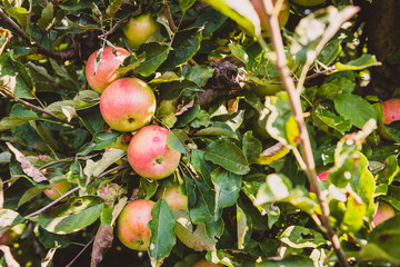 Fresh ripe organic apples on tree branch in apple orchard.