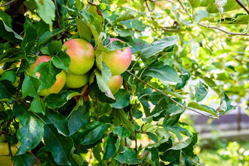 Fresh ripe organic apples on tree branch in apple orchard.