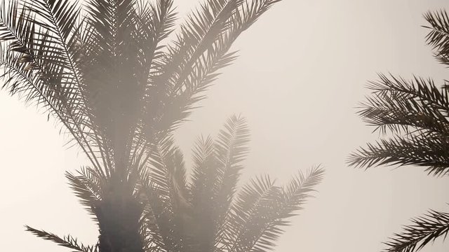 View of nice tropical background with coconut palms. Tops of palm trees against sunny sky