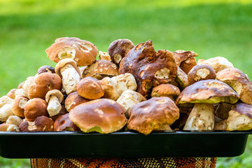 Boletus Edulis,  penny bun or porcino is wild edible mushroom.