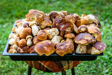 Boletus Edulis,  penny bun or porcino is wild edible mushroom.