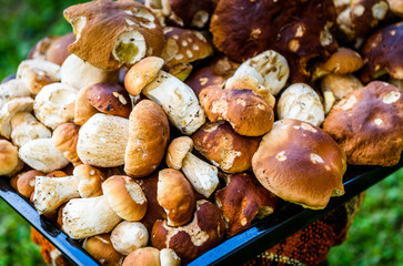 Boletus Edulis,  penny bun or porcino is wild edible mushroom.