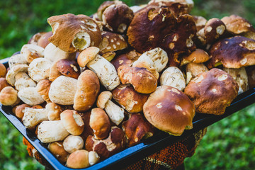 Boletus Edulis,  penny bun or porcino is wild edible mushroom.