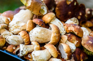 Boletus Edulis,  penny bun or porcino is wild edible mushroom.
