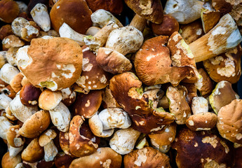 Boletus Edulis,  penny bun or porcino is wild edible mushroom.