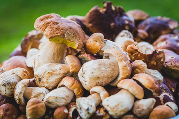 Boletus Edulis,  penny bun or porcino is wild edible mushroom.