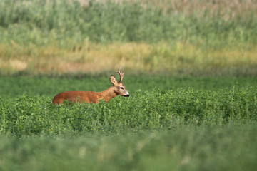 Naklejka na ściany i meble Male of roe deer is grazing in clover field