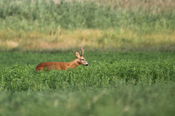 Male of roe deer is grazing in clover field