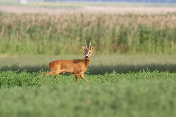 Male of roe deer Capreolus capreolus is watching
