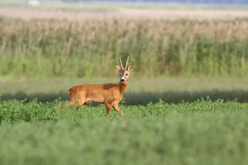 Rehmännchen Capreolus capreolus schaut zu
