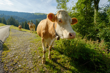 Fototapeta na wymiar Cows dammed the mountain road at Switzerland