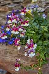 flowers in Chianale - Piemonte