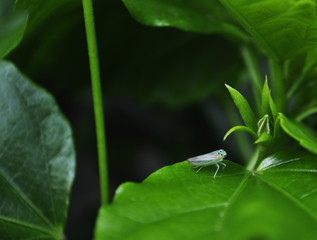 insecto