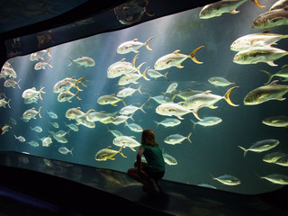 アメリカのジョージア水族館の水槽