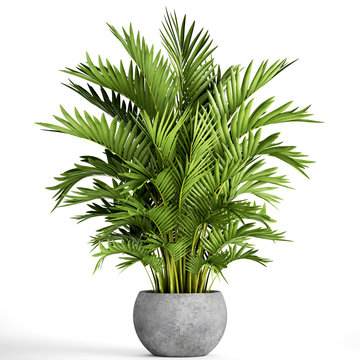 Howea Palm In A Pot On A White Background	