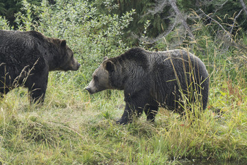 Obraz na płótnie Canvas Grizzly bear in the wilderness