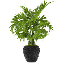 Howea palm in a pot on a white background	